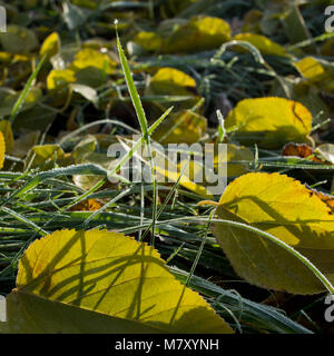 Herbst Blätter von Pflanzen bedeckt mit Raureif. November, den Wald. Stockfoto