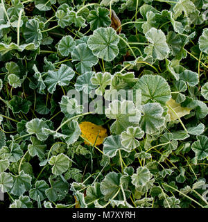 Herbst Blätter von Pflanzen bedeckt mit Raureif. November, den Wald. Stockfoto