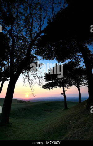 Sommer Sonnenuntergang über Chanctonbury Ring, South Downs National Park, Sussex, England, Großbritannien Stockfoto