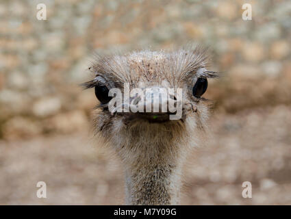 Nahaufnahme der Strauß oder gemeinsamen Strauß (Struthio camelus) ist eine der großen flugunfähigen Vögel in Afrika Stockfoto