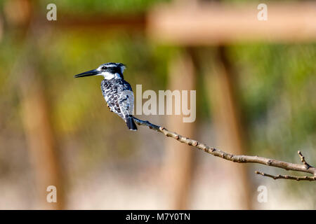 Pied Kingfisher, Ceryle rudis Vogel Stockfoto