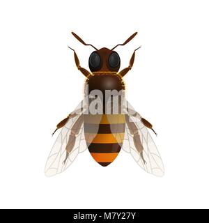 Honey Bee isoliert Vektor icon Stock Vektor