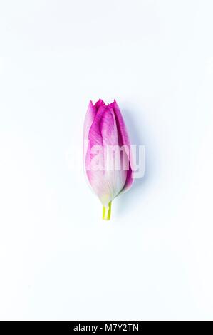 Eine einheitliche, fest eingerollt, pink tulip Kopf Stockfoto