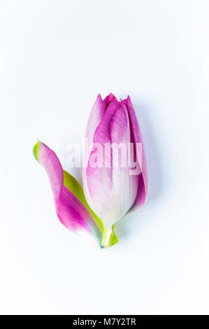 Eine einzelne, pink tulip Kopf mit einem Blütenblatt fallen weg Stockfoto