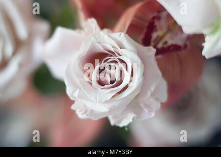 Unscharf Unschärfe Rosenblätter, abstrakte Romanze Hintergrund, Pastell und weiche Blume Karte Stockfoto