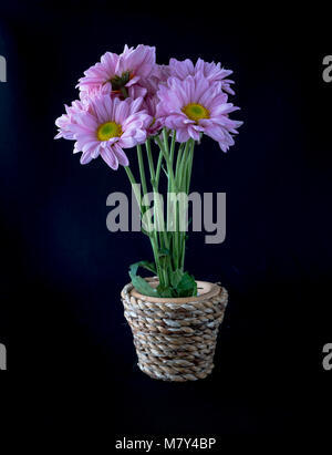 Chrysantheme in Vase mit Hand auf schwarzem Hintergrund Stockfoto
