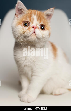 Ein Exotic Shorthair kitten Portrait (8 Wochen). Stockfoto