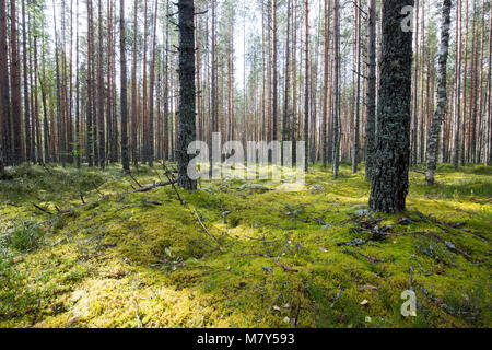 Dark forest background. Stockfoto