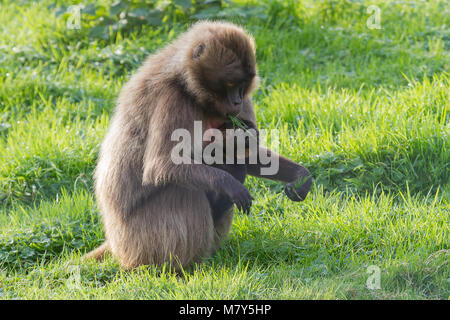 Foto einer Mutter Gelada baboon stillen ihr Baby Stockfoto