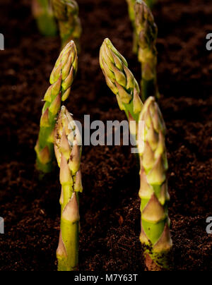 Zwei Linien der organischen Spargel in wachsenden Feld Stockfoto