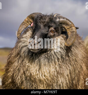 Isländische schwarze Schafe, Herbst round-up, Island Stockfoto