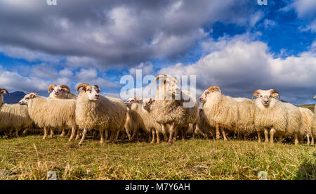 Isländische Schafe, Herbst round-up, Island Stockfoto