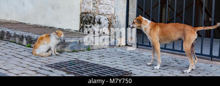 Cat vs Hund Stockfoto