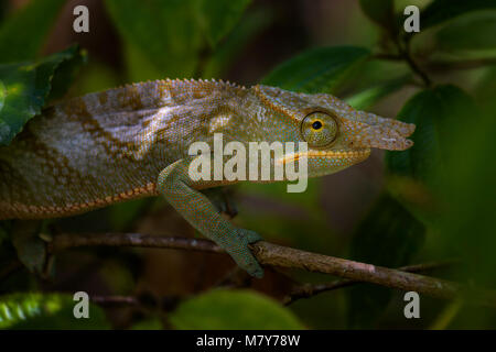 Chamäleon Furcifer Bifidus, wunderschöne grüne Chamäleon endemisch auf Madagaskar Wälder. Stockfoto