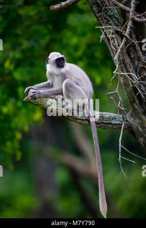 Graue Languren Stockfoto