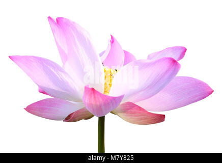 Schöne rosa Lotusblüte isoliert auf weißem Hintergrund. Mit Clipping-Pfad (Lotus verwendet, um Anbetung) gespeichert Stockfoto