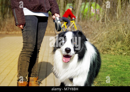 Happy Border Collie Hund an der Leine gehen mit Mädchen im Park. Erste Spaziergang pet im Frühjahr. Stockfoto