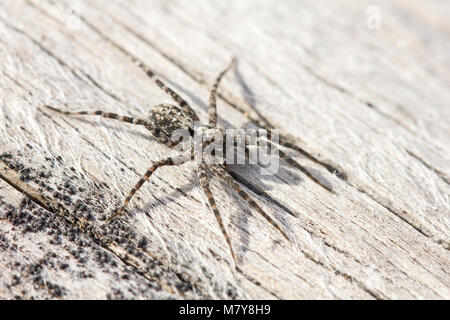 Wolfspinne Stockfoto