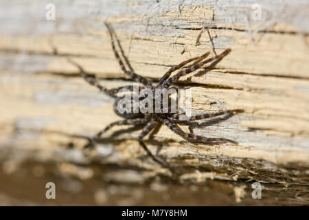 Wolfspinne Stockfoto