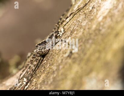 Wolfspinne Stockfoto