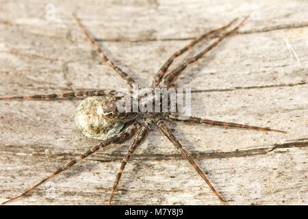 Wolfspinne Stockfoto