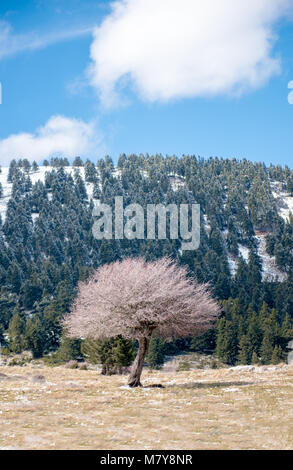 Winterlandschaft mit einem einsamen Baum ohne grüne Blätter. Schnee auf dem Boden und auf den Berg Helmos im Hintergrund. Griechenland Stockfoto