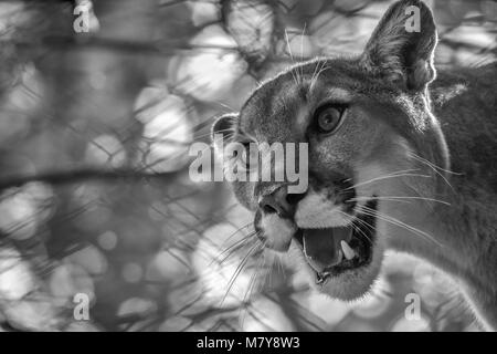 Nahaufnahme einer Cougar (Puma concolor) vor dem Hintergrund der Blätter und Zaun, an der westlichen North Carolina Nature Center in Asheville, NC, USA Stockfoto