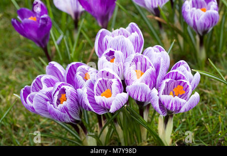 Krokusse in den Rasen. Stockfoto