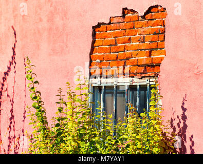 Nahaufnahme von außen Backsteingebäude an der Wand mit vergitterten Fenstern und Pflanzen vor Es wächst. Stockfoto