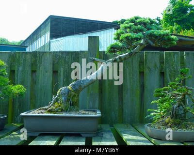 Hervorragende Muster informellen aufrecht Lonicera Bonsai in einer Enthusiasten Garten in Bangor Northern Ireland Stockfoto