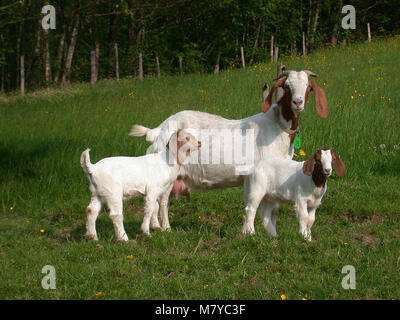 Boer goat 4 Stockfoto