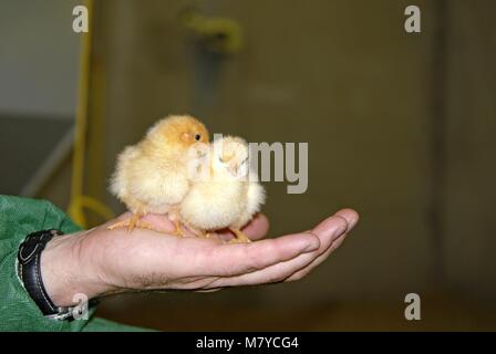 Broiler verwalten 11 Stockfoto