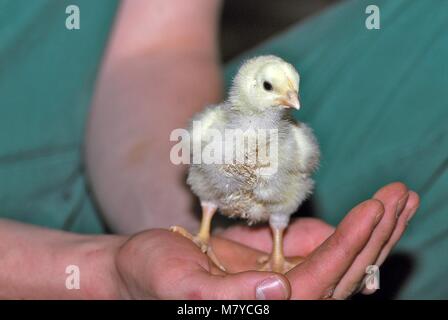 Broiler Verwaltung 5 Stockfoto