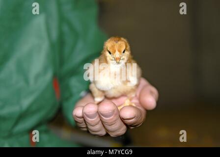 Broiler Verwaltung 2 Stockfoto