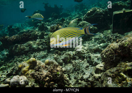 Gestreifte Doktorfisch Acanthurus Lineatus, im flachen Wasser auf Korallenriff auf den Malediven, Indischer Ozean Stockfoto