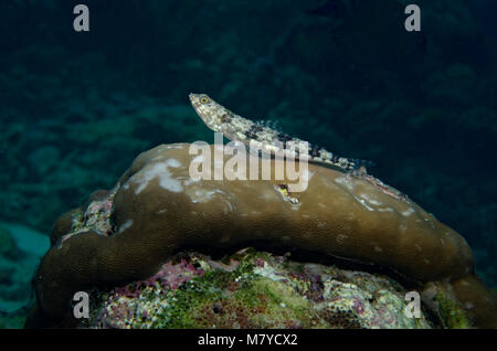 Variegated lizardfish, Synodus variegatus, auf Korallen auf den Malediven, Indischer Ozean Stockfoto
