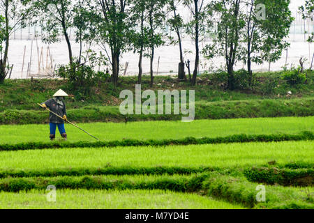 Eine Frau mit einer traditionellen vietnamesischen Bambus konische hat tendenziell zu Ernten in einem Reisfeld. Stockfoto