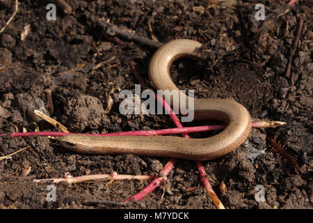 Männliche langsam Wurm sonnt Stockfoto