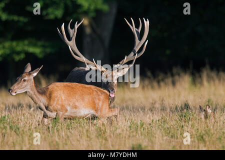 Red Deer (Cervus elaphus) Hirsch, Hirschkuh/weiblich in der Wärme durch Streichen mit Zunge während der Brunft im Herbst Stockfoto