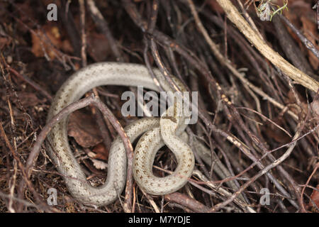 Glatte Schlange, Coronella austriaca, unter Lizenz fotografiert. Stockfoto