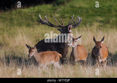 Red Deer (Cervus elaphus) Hinds und Hirsch Gebrüll im grünland am Waldrand während der Brunft im Herbst Stockfoto
