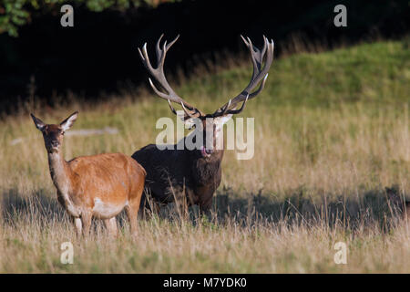 Red Deer (Cervus elaphus) Hirsch, Hirschkuh/weiblich in der Wärme durch Streichen mit Zunge während der Brunft im Herbst Stockfoto