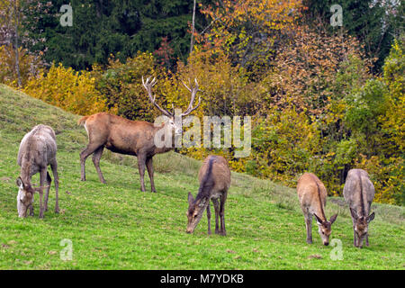 Herde von Red Deer (Cervus elaphus) Rothirsch mit hinds/Weibchen Beweidung in Wiesen am Waldrand während der Brunft im Herbst Stockfoto