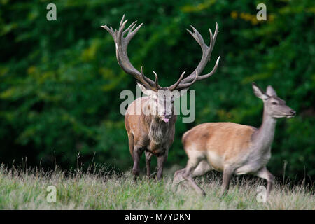 Red Deer (Cervus elaphus) Hirsch, Hirschkuh/weiblich in der Wärme durch Streichen mit Zunge während der Brunft im Herbst Stockfoto