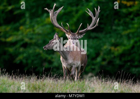 Red Deer (Cervus elaphus) Hirsch, Hirschkuh/weiblich in der Wärme durch Streichen mit Zunge während der Brunft im Herbst Stockfoto