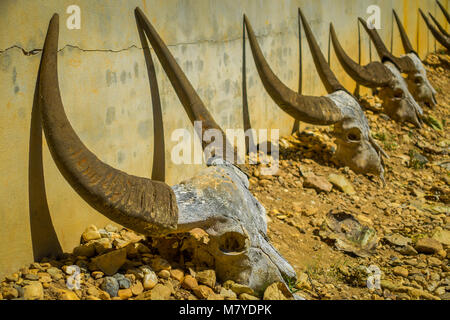 Buffalo Schädel sind rund um Drum Pavillon in Baandam Museum Black House, erstellt und von dem thawan Duchanee konzipiert platziert Stockfoto