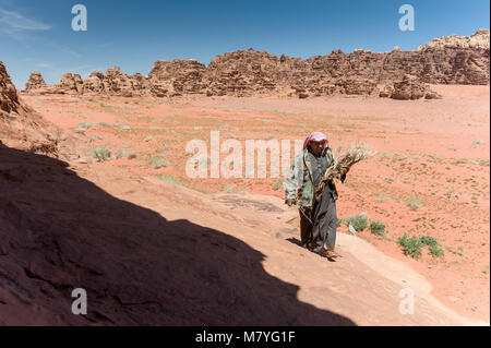 Bedouin Mann auf der Suche nach Brennholz im Wadi Rum in Jordanien. Stockfoto