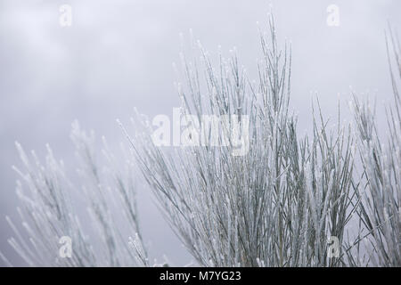 Frost am hohen Gras an einem nebligen Tag Stockfoto