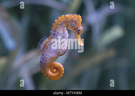 Longsnout Seahorse Stockfoto