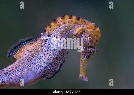 Longsnout Seahorse Stockfoto